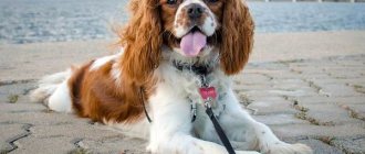 Cavalier-King-Charles-Spaniel-dog-Description-features-care-and-price-of-breed-14