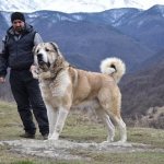 Кавказский волкодав
