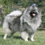 Keeshond on the grass