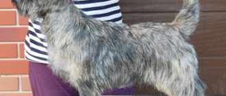Cairn terriers from the Alekta Prima kennel