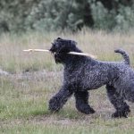 Kerry-blue-terrier-dog-Description-features-types-care-and-price-breeds-10