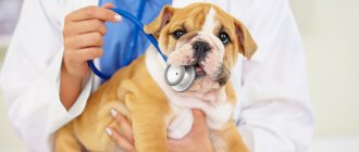 Intestinal obstruction in a dog - diagnosis and treatment