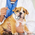 Intestinal obstruction in a dog - diagnosis and treatment