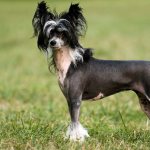 Chinese Crested Dog - description and history of the breed, main varieties and maintenance recommendations