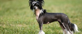 Китайская хохлатая собака – описание и история породы, основные разновидности и рекомендации по содержанию