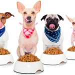 Dog food classes