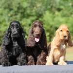 Nickname for a spaniel boy or girl - a list of names, how to choose.
