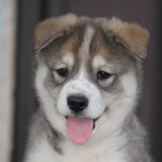Nicknames for huskies - beautiful names with meaning from professionals.