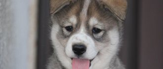 Nicknames for huskies - beautiful names with meaning from professionals.