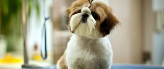Nicknames for girls dogs: what to call them - easy, rare, beautiful, funny, funny, Russian, popular, names with meaning for black and white bitches