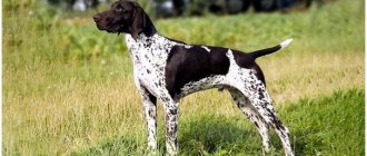 Nicknames of shorthaired pointer dogs for boys thumbnail