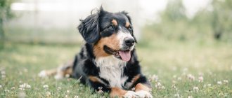 Key facts about the Bernese Mountain Dog