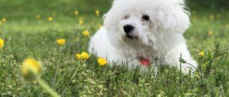 Key facts about the Bichon Frize