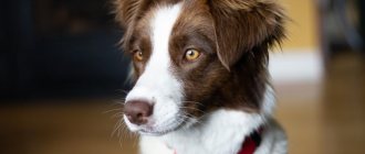 Key Facts About the Border Collie
