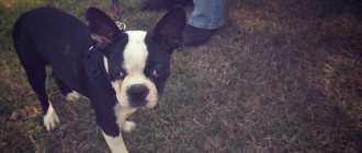 Key Facts About the Boston Terrier