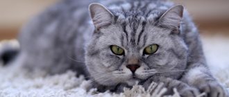 Key facts about the British cat