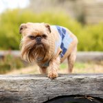 Key facts about the Brussels Griffon
