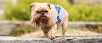 Key facts about the Brussels Griffon