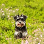 Key facts about the Miniature Schnauzer