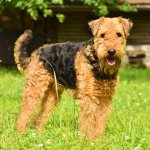 Key Facts About the Airedale Terrier