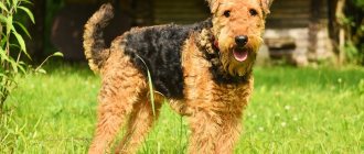 Key Facts About the Airedale Terrier