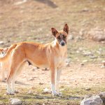 Key Facts About the Canaan Dog