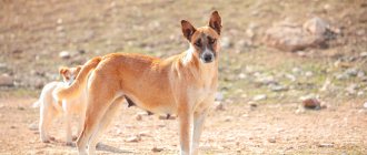 Key Facts About the Canaan Dog