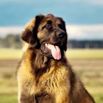 Key facts about the Leonberger