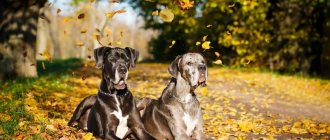 Key facts about the Great Dane