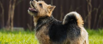 Key facts about the Norwich Terrier