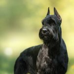 Key facts about the Giant Schnauzer