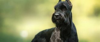Key facts about the Giant Schnauzer