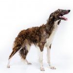 Key facts about the Russian Borzoi