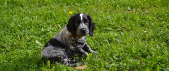 Key facts about the Russian Hunting Spaniel