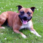 Key facts about the Staffordshire Bull Terrier