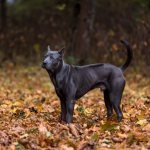Key facts about the Thai Ridgeback