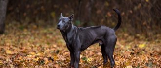 Key facts about the Thai Ridgeback