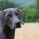Key facts about the Weimaraner