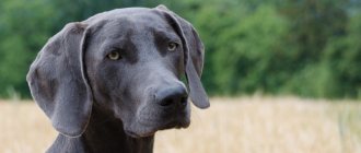 Key facts about the Weimaraner