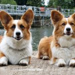 Key Facts About the Cardigan Welsh Corgi