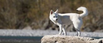 Key Facts About the Alaskan Klee Kai