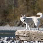 Key Facts About the Alaskan Klee Kai
