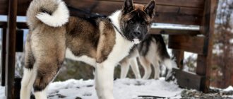 Key Facts About the American Akita