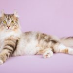 Key facts about the American Curl