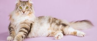 Key facts about the American Curl