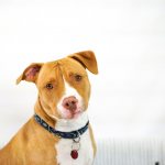 Key facts about the American Pit Bull Terrier