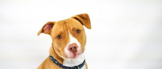 Key facts about the American Pit Bull Terrier