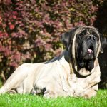 Key facts about the English Mastiff