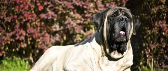Key facts about the English Mastiff