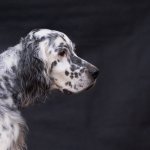 Key facts about the English Setter